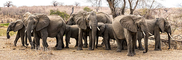 istock African Elephant 
Elephant herd huddled together around a tree panorama
Ruaha Natl. Park, Tanzania Africa 2207797137