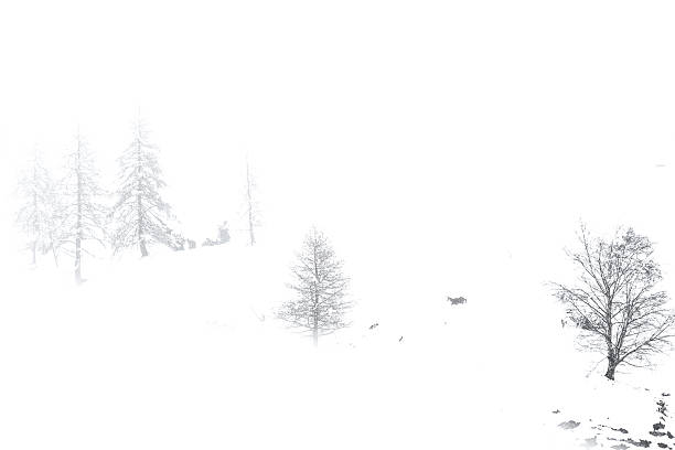 The winter season in Bergamo Alps, mammal wrapped by fogs