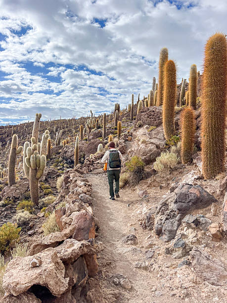 istock Man Hiking Through Desert Landscape with Cacti 2207797855