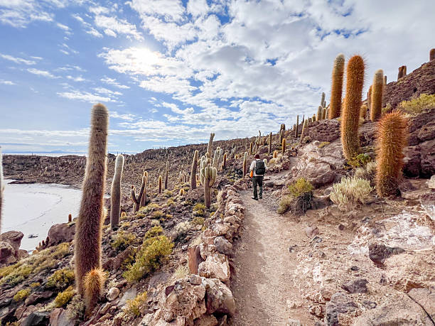 istock Man Hiking Through Desert Landscape with Cacti 2207797861