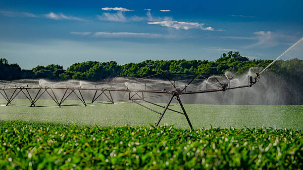 Irrigation system is watering large alfalfa field. Automatic Sprinkler irrigation system watering in the vegetable farm. Sprinkler Irrigation system for watering a farm lawn. Agriculture irrigation.