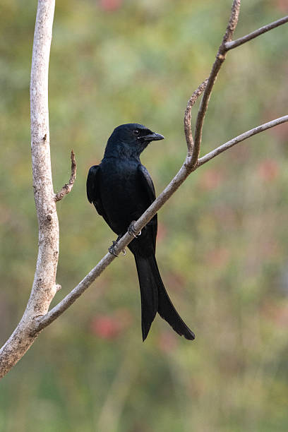istock Black Drongo (Dicrurus macrocercus) perched on a bare branch with a natural background 2207800812