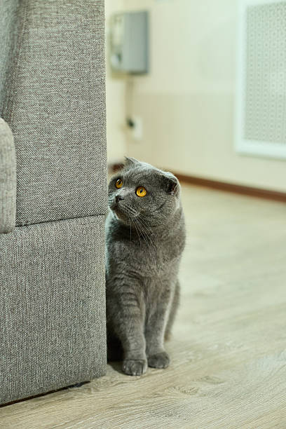 istock Scottish Fold cat peeking from behind a couch in a cozy indoor setting during the afternoon 2207802577