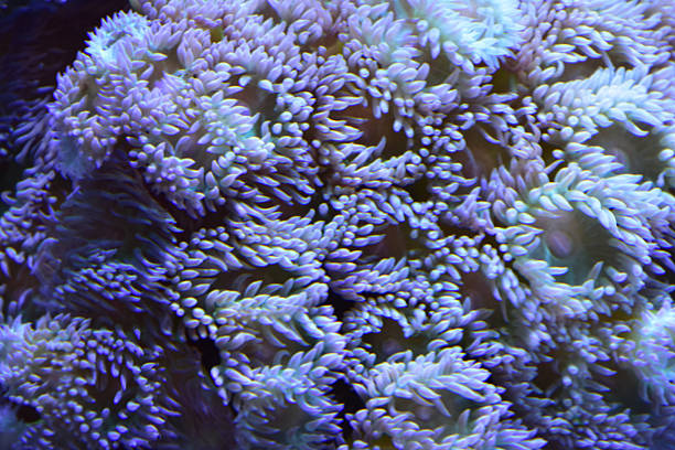 Swaying tentacles on underwater sea anemones in the tropics.