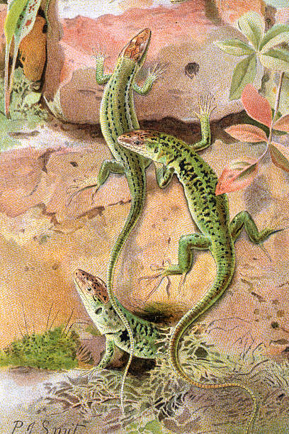 Wall lizard, Lizards, Wildlife art print, Vintage illustration