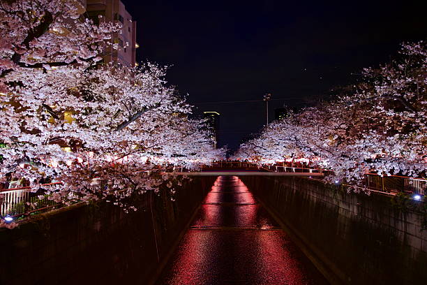 istock Cherry blossoms at Meguro river 2207803985