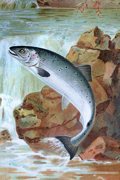 Salmon leaping up river, Fish Wildlife art print, Vintage illustration