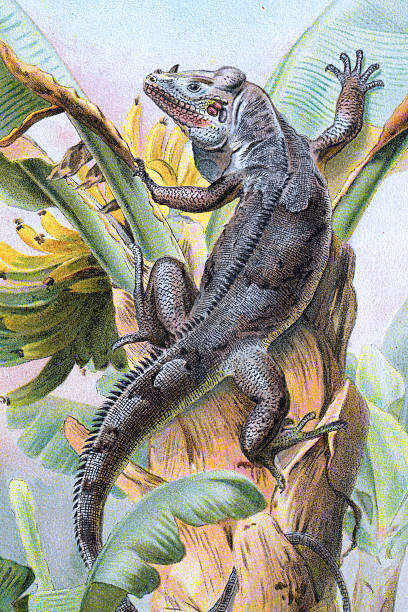 Ctenosaura similis,  the black iguana, Lizards, Wildlife art print, Vintage illustration