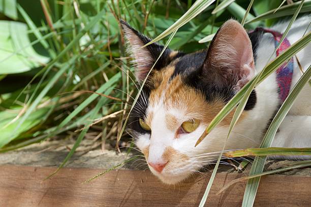 A cat is laying in the grass with its head down. The cat is black, white, and orange