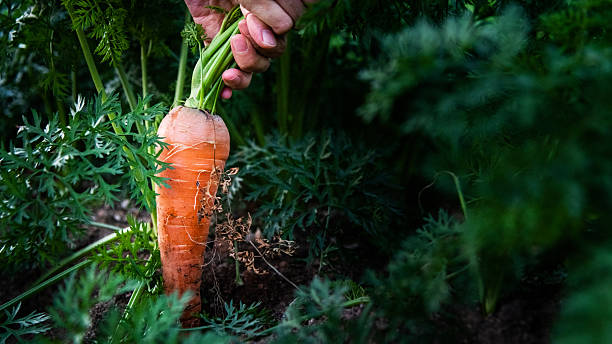 istock Hand picking fresh carrots on the field 2207807061