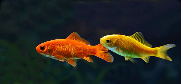 istock Goldfisch / Goldfish / Carassius auratus 2207807211