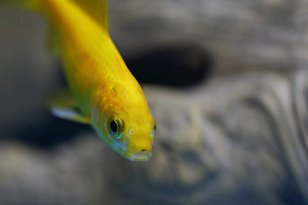 Goldfisch / Goldfish / Carassius auratus