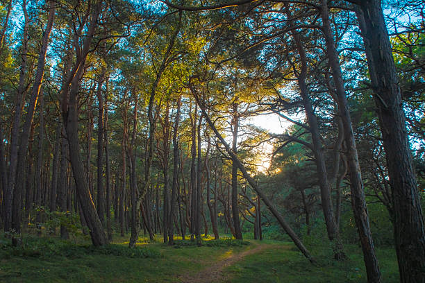 A narrow path between bizarrely curved pine trees at sunset. A hiking trail in the forest. Deformation of plant trunks growing near the sea coast.