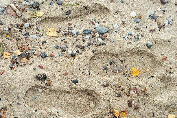 Background with close up of sand with pebbles and leaves on beach.