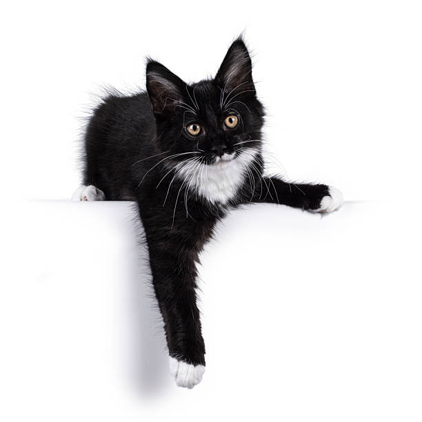 istock Maine Coon cat kitten on white background 2207808206