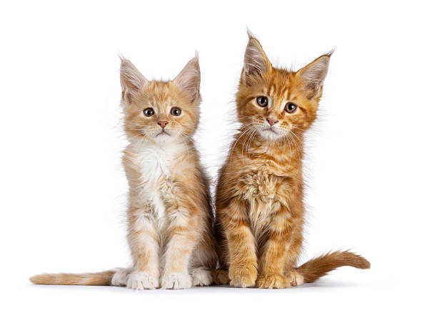istock Maine Coon cat kittens on white background 2207808328