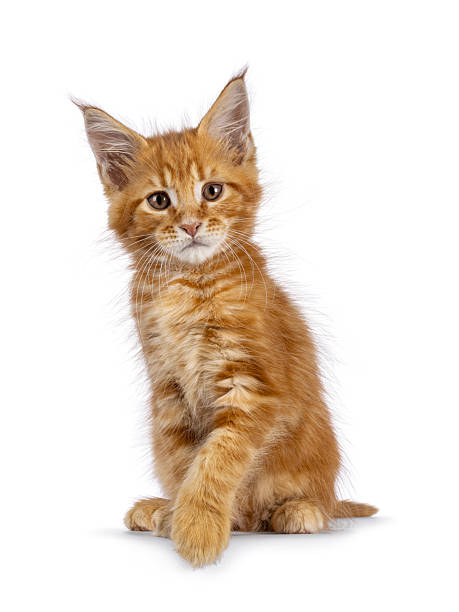 Artery8 Maine Coon Katzen-Geburtstagskarte – Orange, Blau, Rosa, Tierportrait