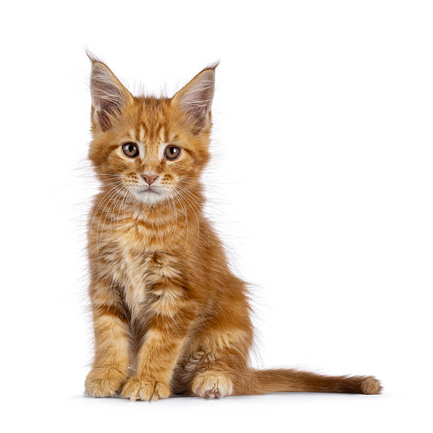 istock Maine Coon cat kitten on white background 2207808396
