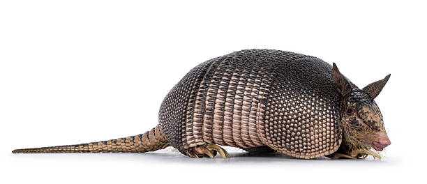 Nine banded Armadillo aka Dasypus novemcinctus, standing side ways. Looking towards camera. Isolated on a white background.