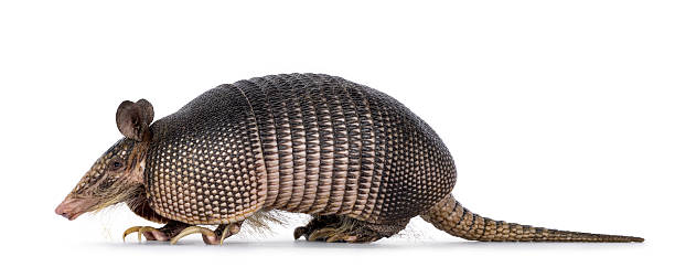 istock Nine banded Armadillo on white background 2207808531