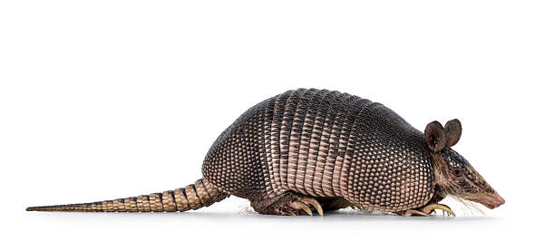 istock Nine banded Armadillo on white background 2207808566