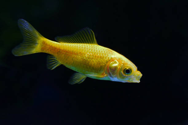 Goldfish on a white background