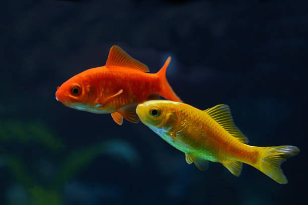 istock Goldfisch / Goldfish / Carassius auratus 2207810300
