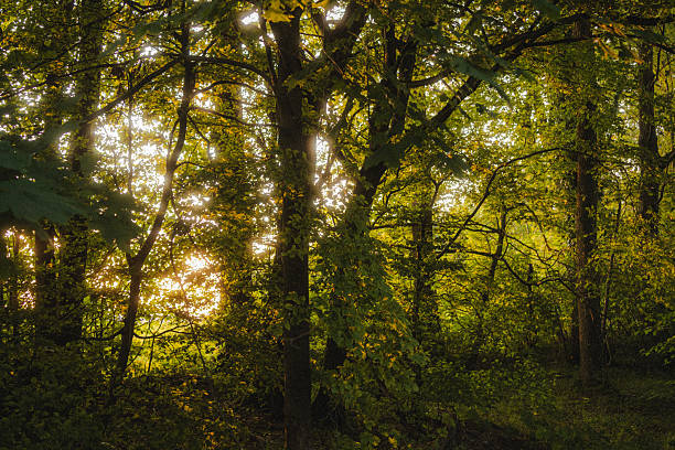 istock Golden hour sunlight in a green forest 2207810603