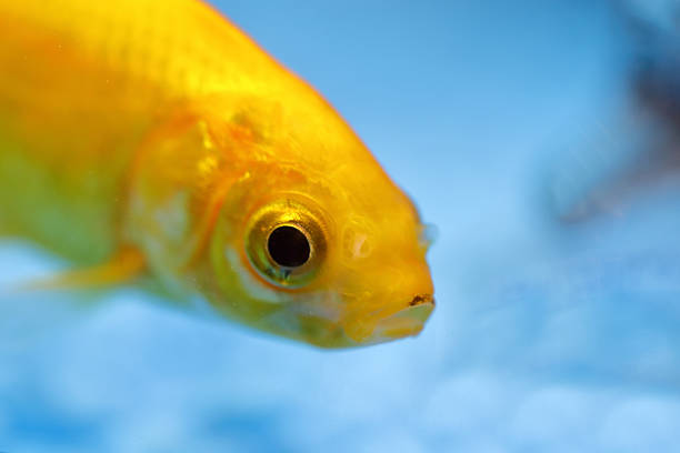 Fish and love. Parrot Cichlid