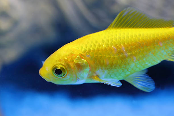 istock Goldfisch / Goldfish / Carassius auratus 2207811004