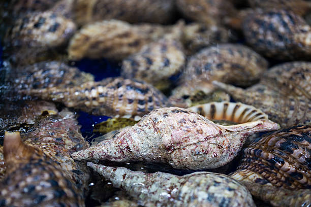 Fresh seafood in restaurant aquarium for serving.
