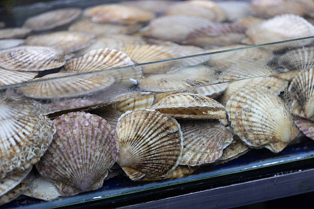 istock Fresh oysters in fish market aquarium. 2207811224