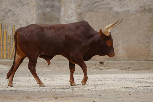 Cute African horned bull walking