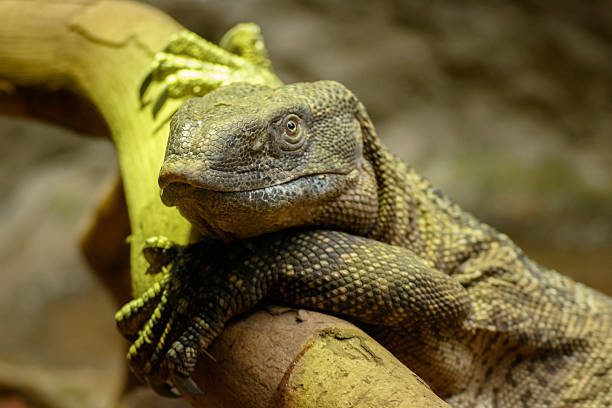 istock Nice photo of a resting reptile 2207811749