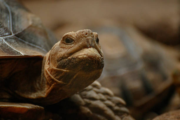 istock Cute photo of turtle in sand 2207812218