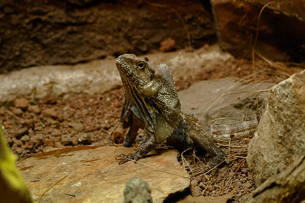 istock Nice photo of reptile in sand 2207813353