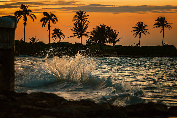 Ocean waves crash with palm trees and land in the background
