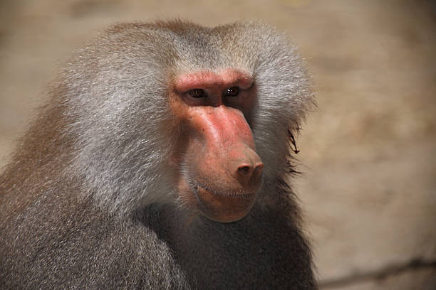 istock Mantelpavian / Hamadryas baboon / Papio hamadryas 2207814116