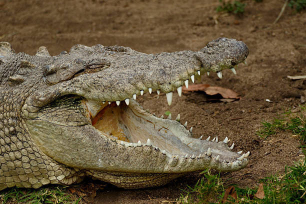 istock Spectacular photo of a resting crocodile 2207815045
