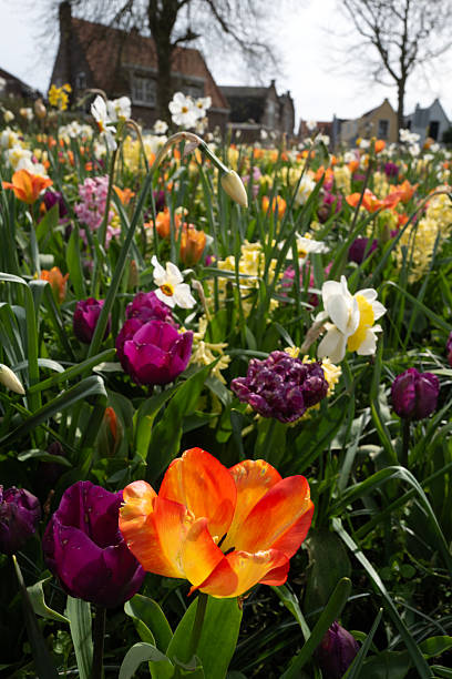 istock Dutch Flowers Pretty 2207815324