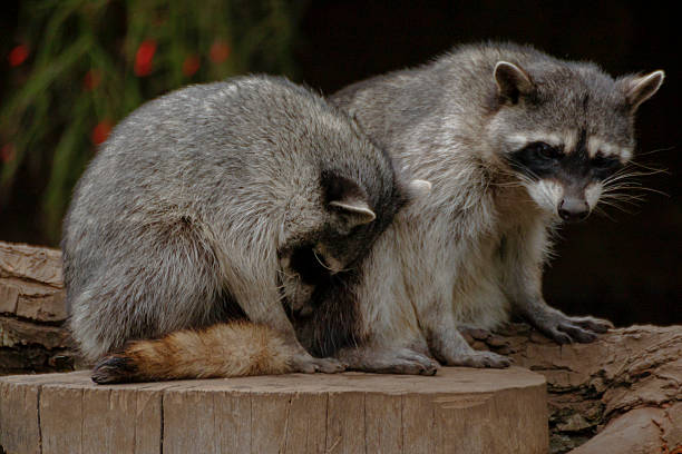 istock Cute gray raccoons in a tree 2207816842