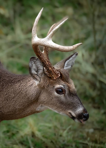 A ten-point white-tailed deer buck eats from a tree in Sandy Hook, New Jersey.