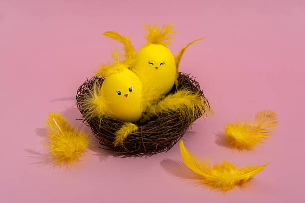 Cute yellow Easter eggs in the shape of chicks surrounded by feathers on a bright pink background. Easter greeting card.