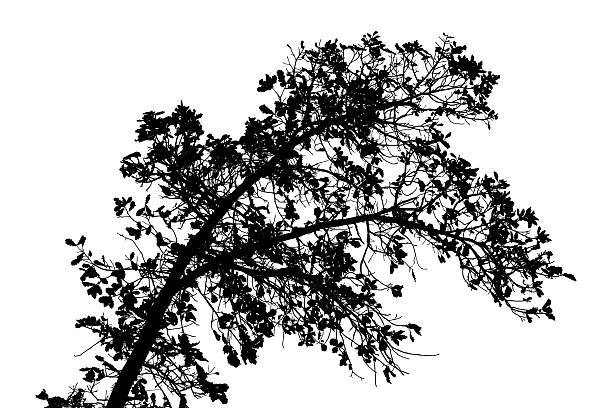 istock Vector illustration of natural old oak tree branch on white background 2207818306