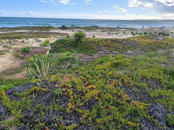 istock Short Vegetation Growing Near the Beach 2207818318