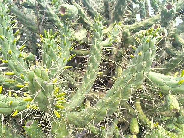 istock Close-up of a Cactus 2207818328
