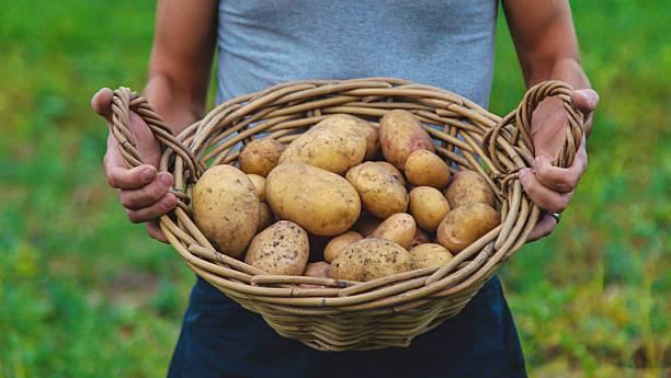 istock Potato harvest in the garden in hands. selective focus. 2207819147