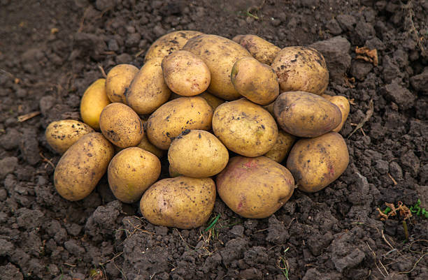 istock Potato harvest in the garden. selective focus. 2207819206