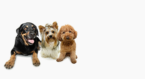 istock Banner three dogs pets sitting and looking at camera. Isolated on white baclkground with copy space 2207819732