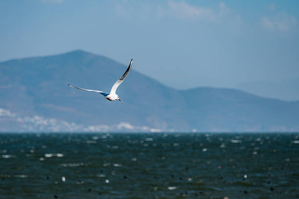 A seagull flying on the lake